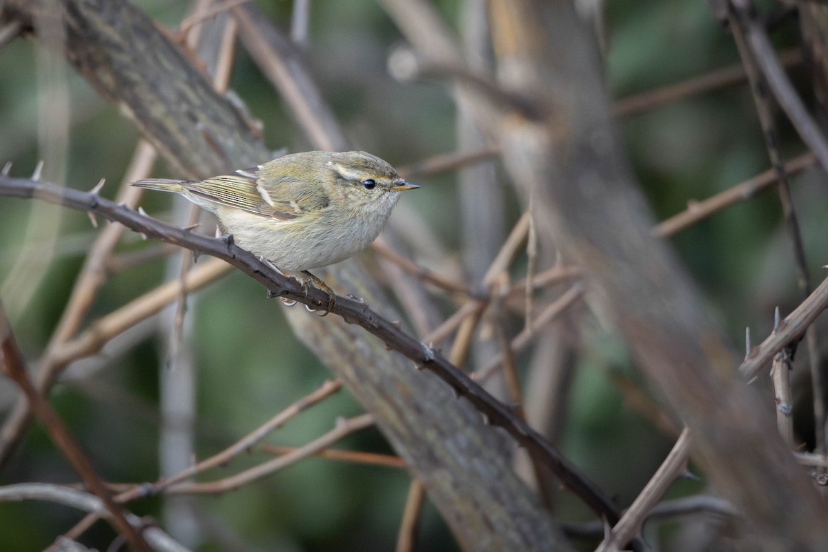 Hume's Warbler - ML582232651