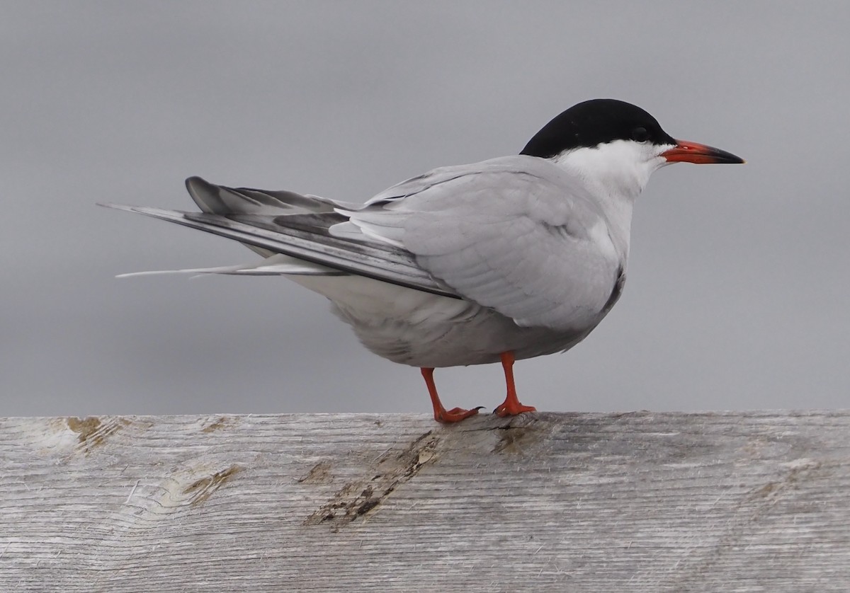 Common Tern - ML582233191