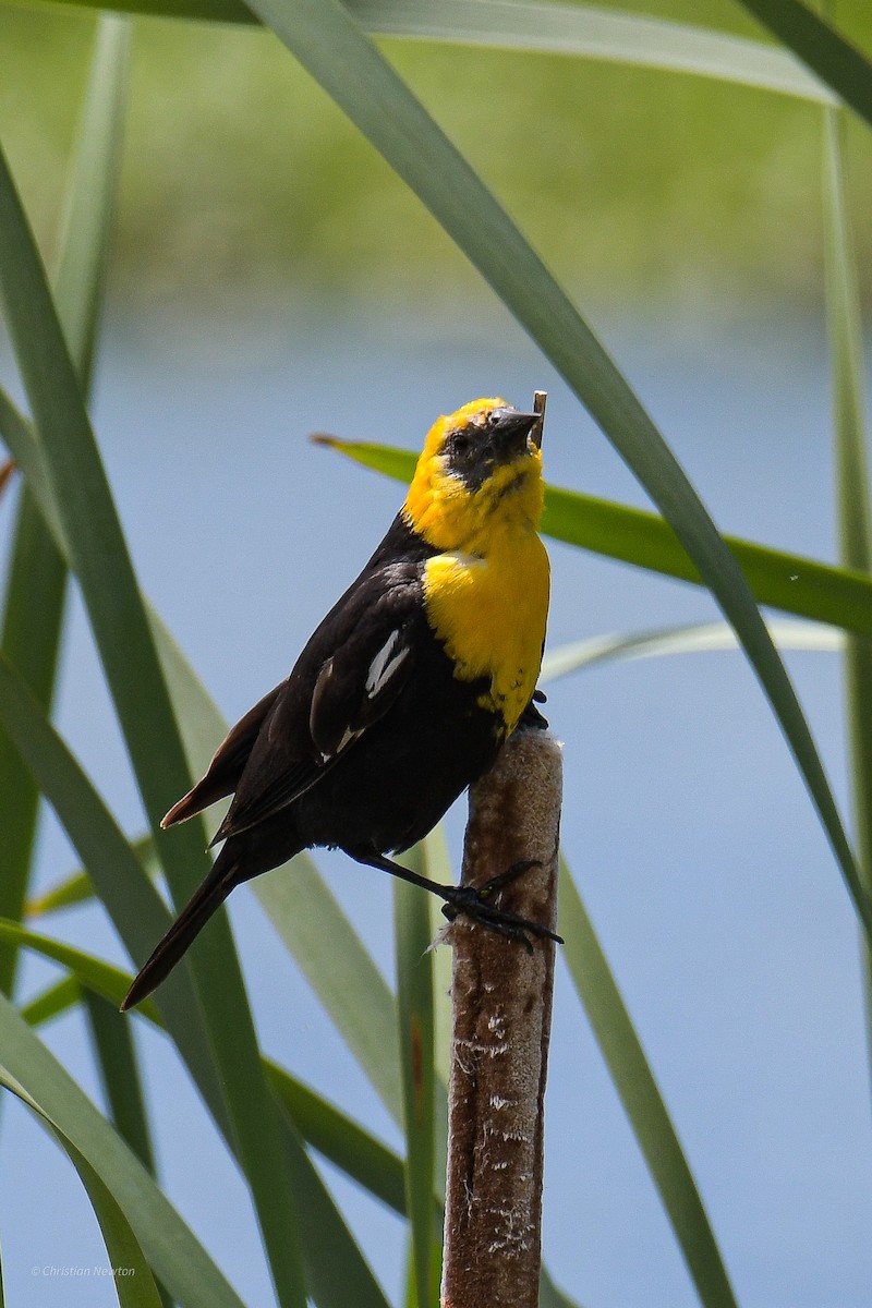 Yellow-headed Blackbird - ML582238451