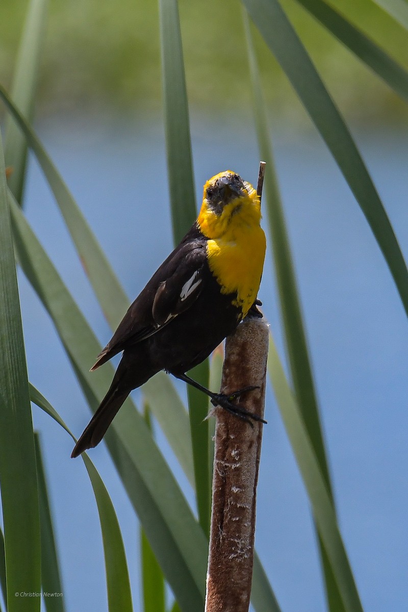 Yellow-headed Blackbird - ML582238461