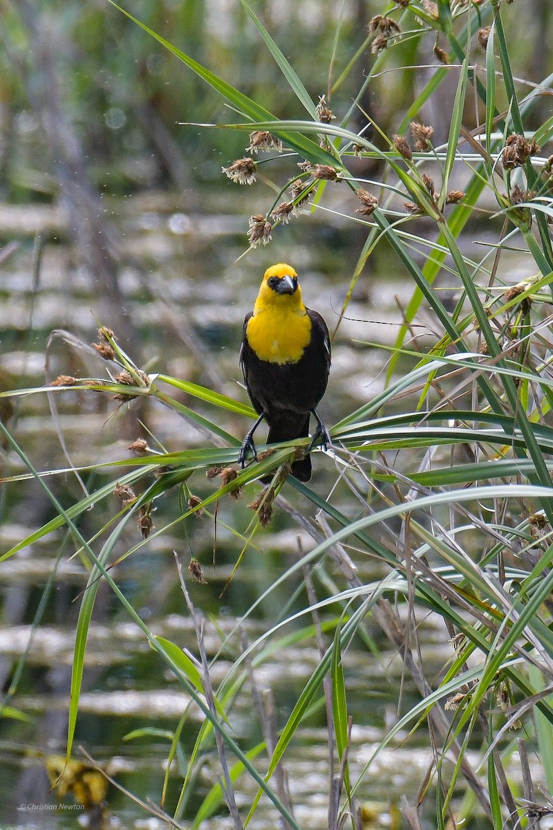 Yellow-headed Blackbird - ML582238481