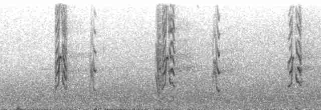 Чернокрылый лорито - ML58224