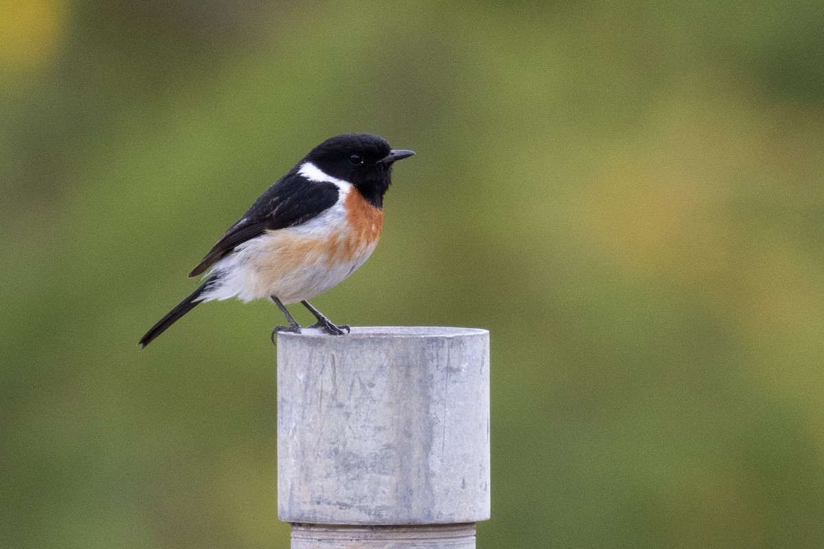 African Stonechat - ML582241801