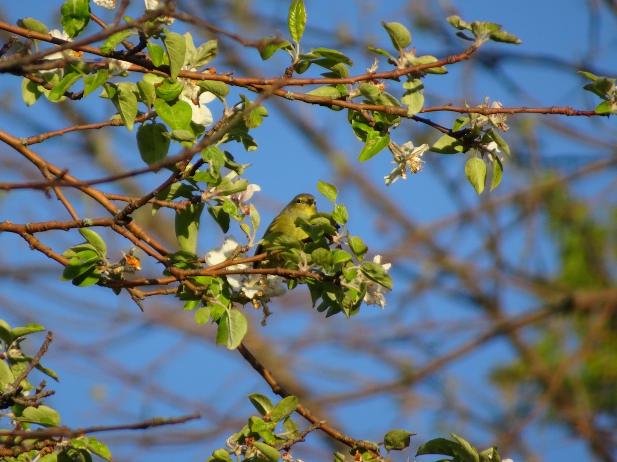 Orange-crowned Warbler - ML58224261