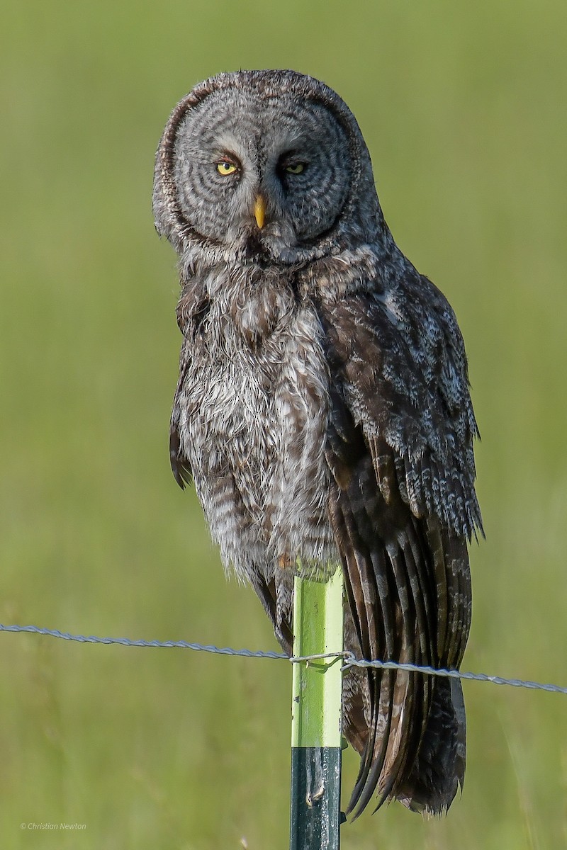 Great Gray Owl - ML582243441