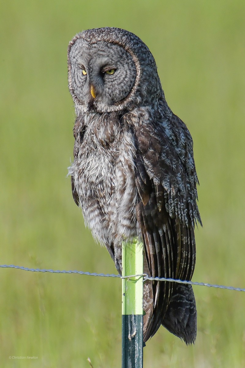 Great Gray Owl - ML582243491