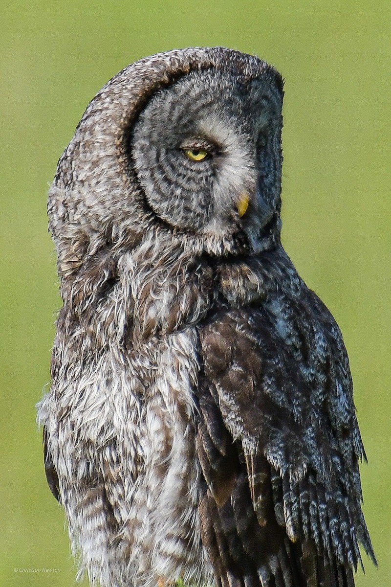 Great Gray Owl - ML582243541