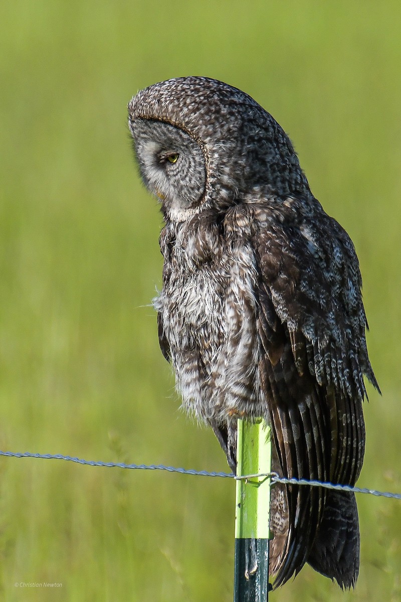 Great Gray Owl - ML582243571