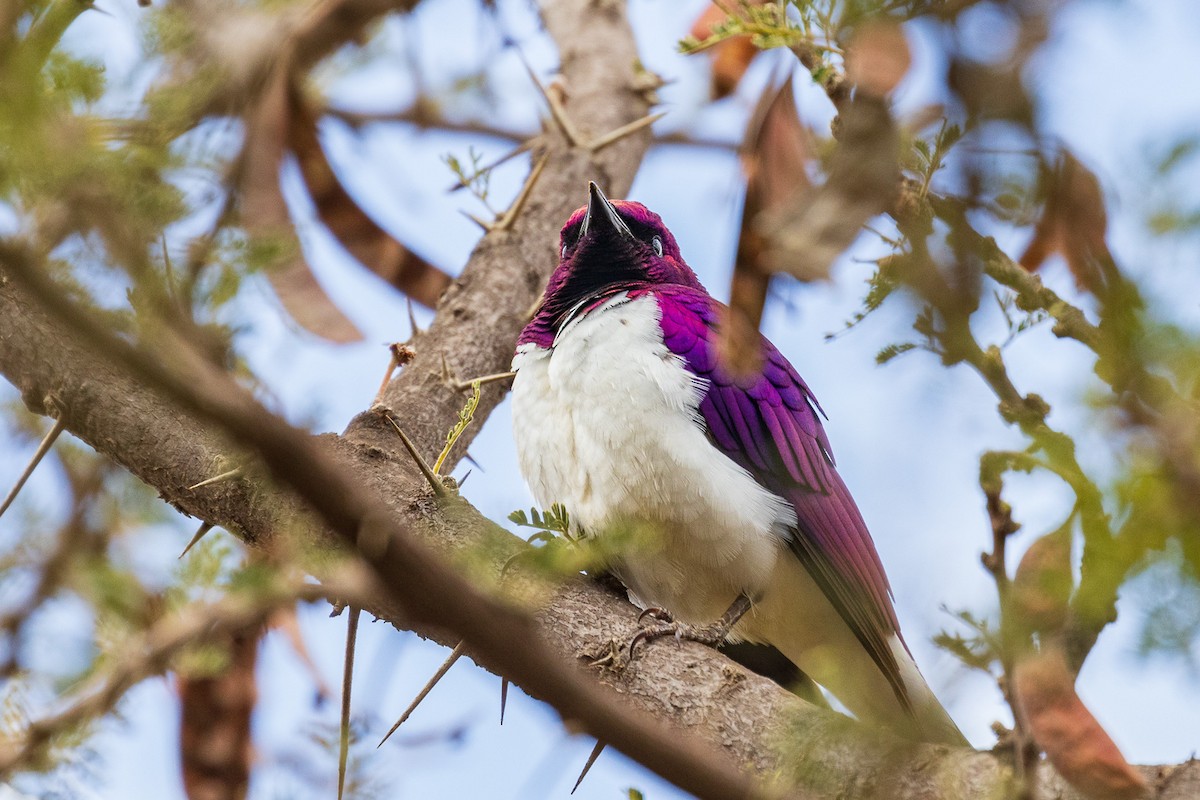 Violet-backed Starling - ML582243791