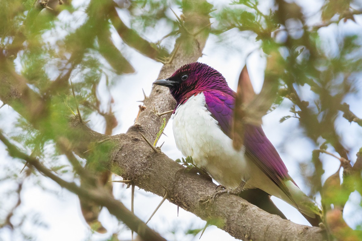 Violet-backed Starling - ML582243801