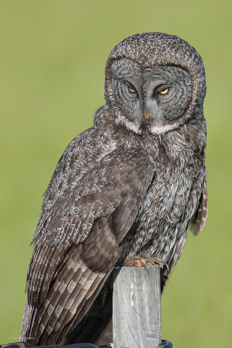 Great Gray Owl - ML582243881