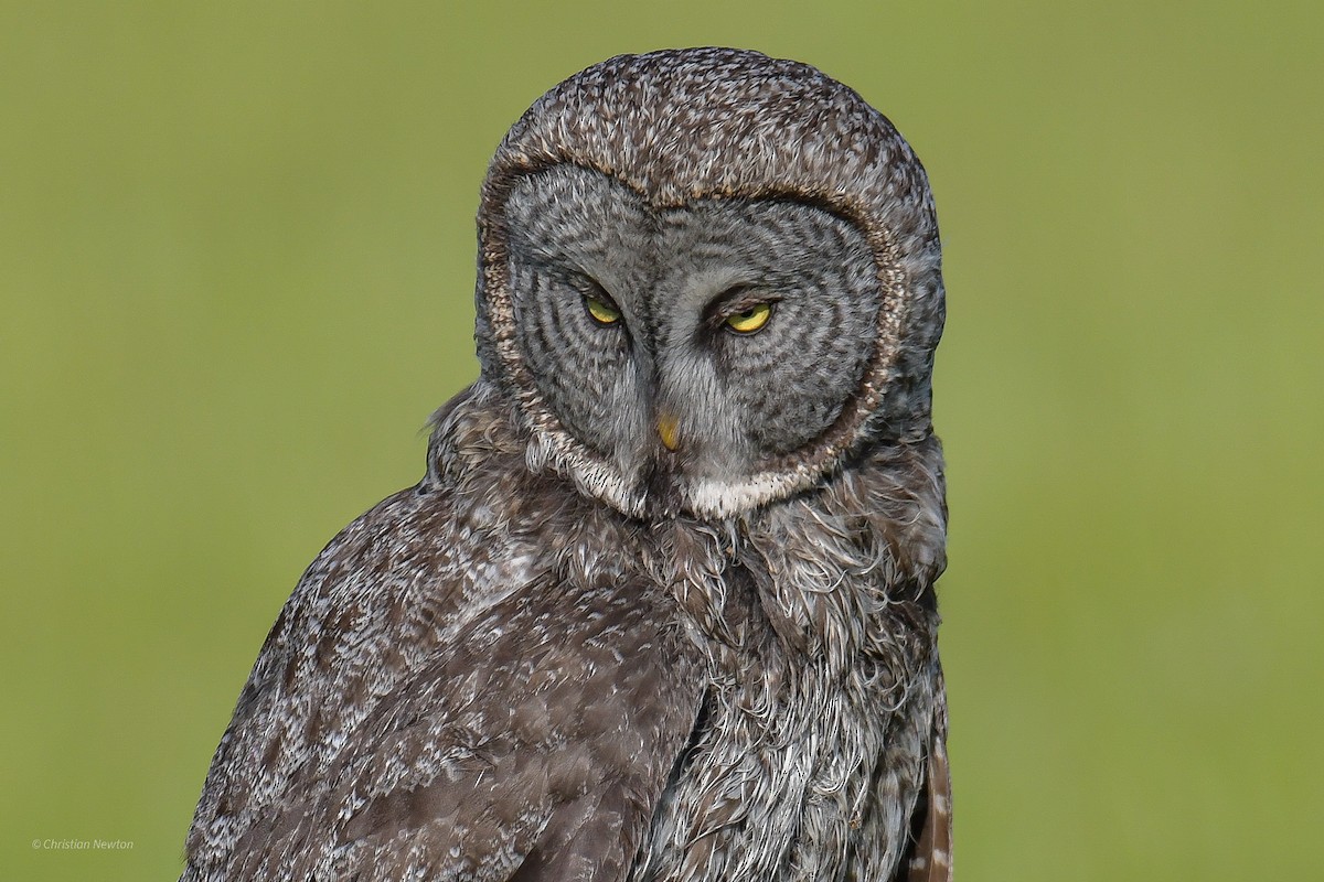 Great Gray Owl - ML582243911