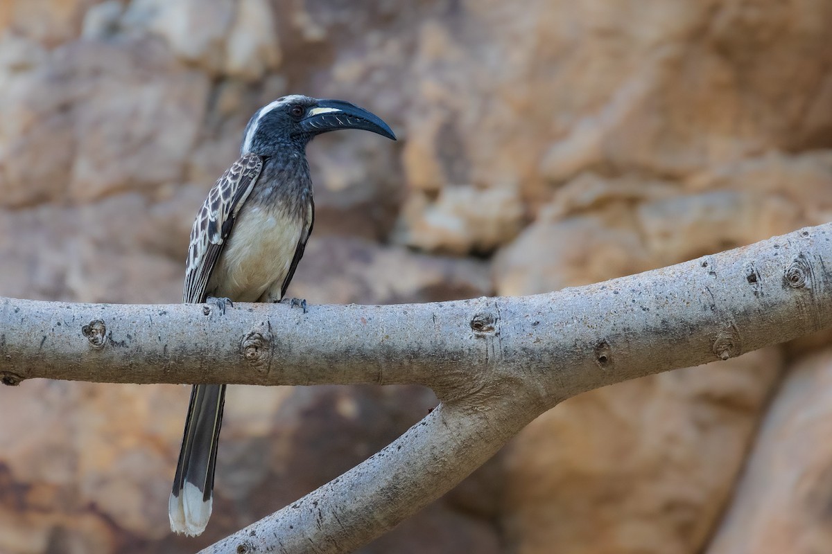 African Gray Hornbill - ML582245201
