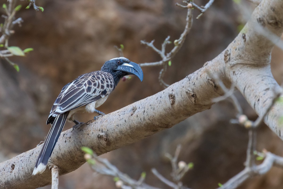 African Gray Hornbill - ML582245221