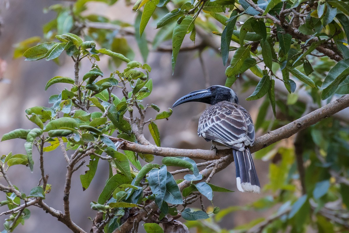 African Gray Hornbill - Marcin Dyduch