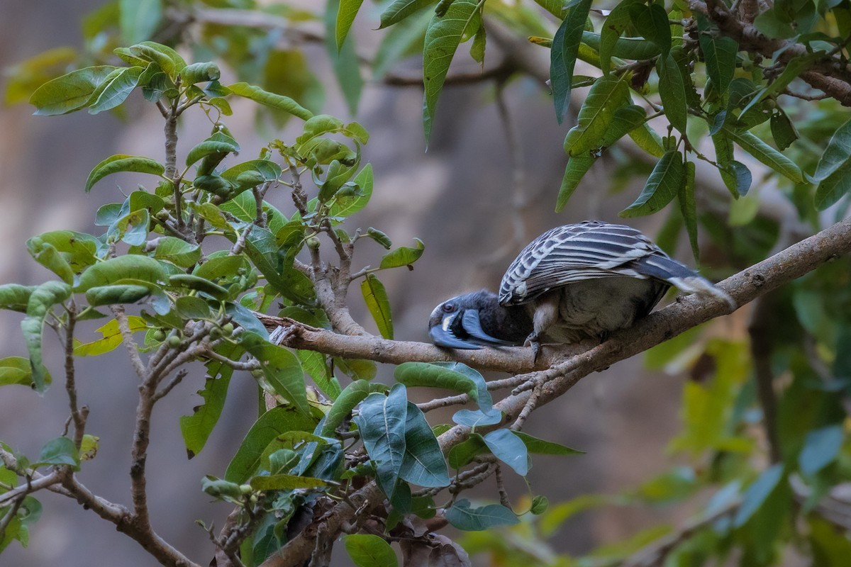 African Gray Hornbill - ML582245251