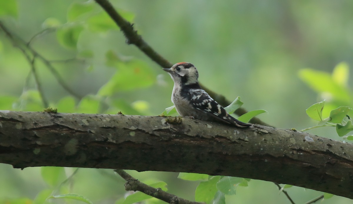 Lesser Spotted Woodpecker - ML582252171
