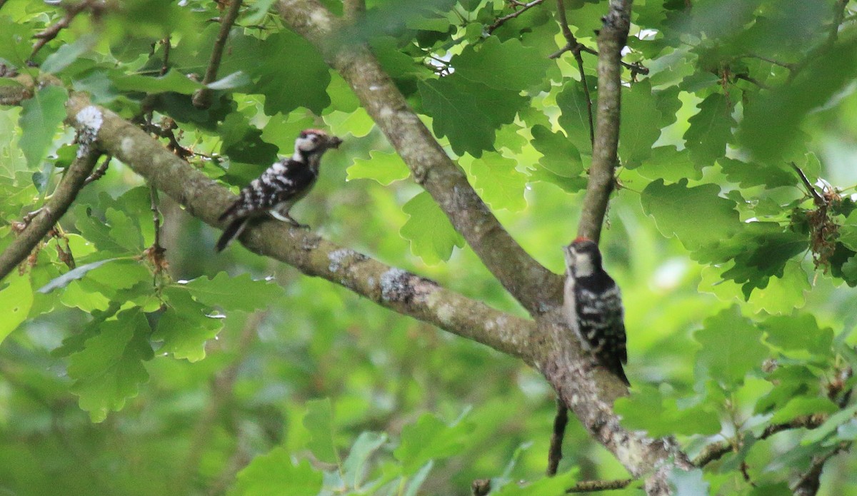 Lesser Spotted Woodpecker - ML582252211