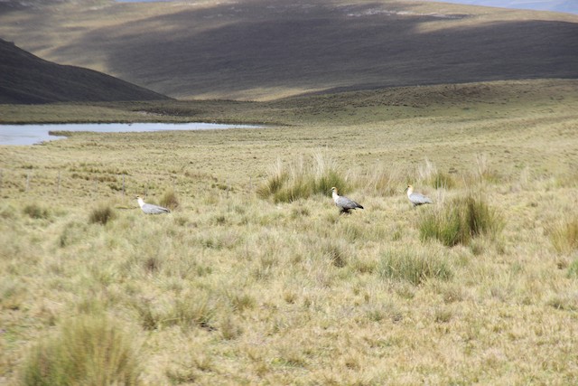 Birds in their habitat; Junín, Peru. - Andean Ibis - 