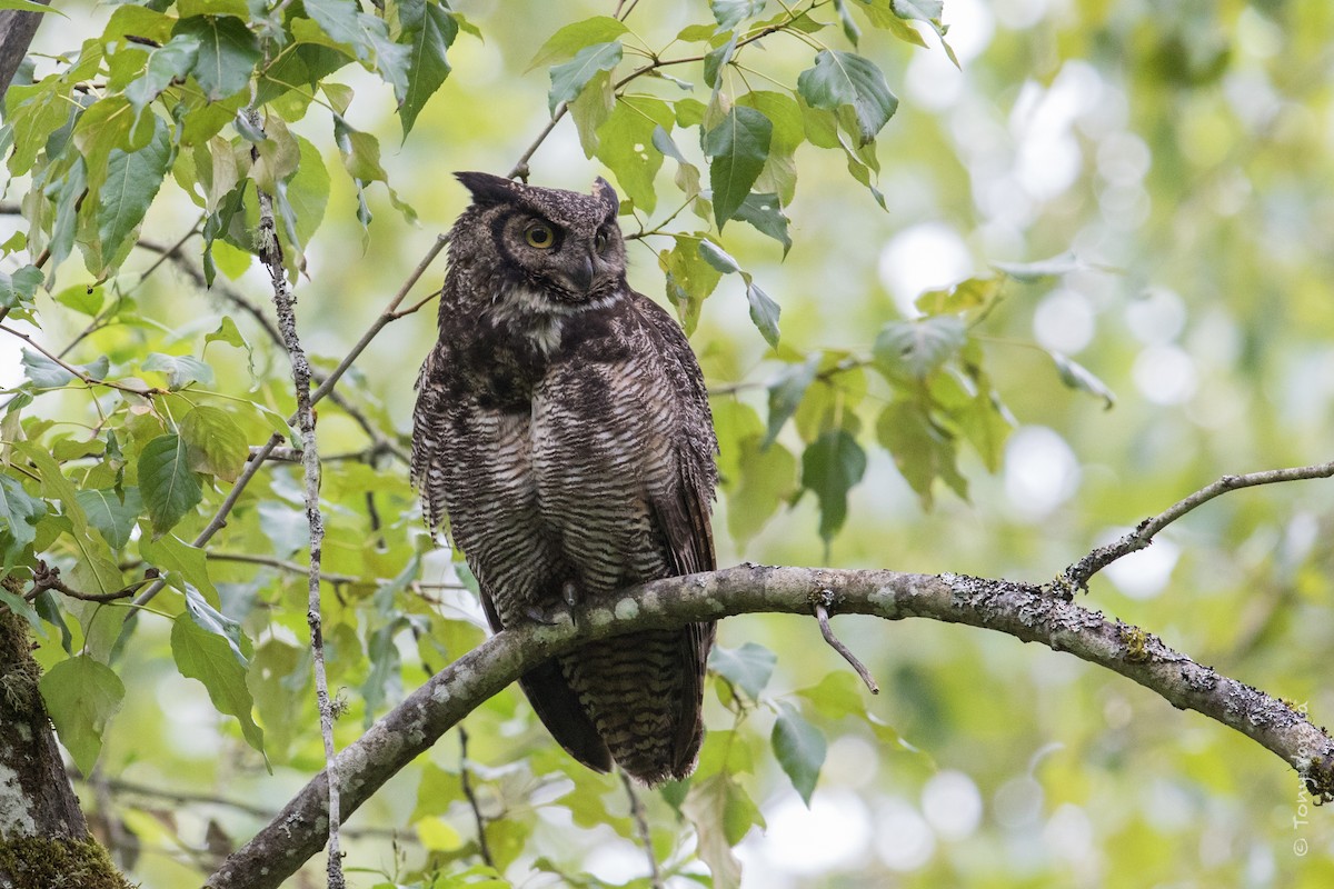Great Horned Owl - ML58225401
