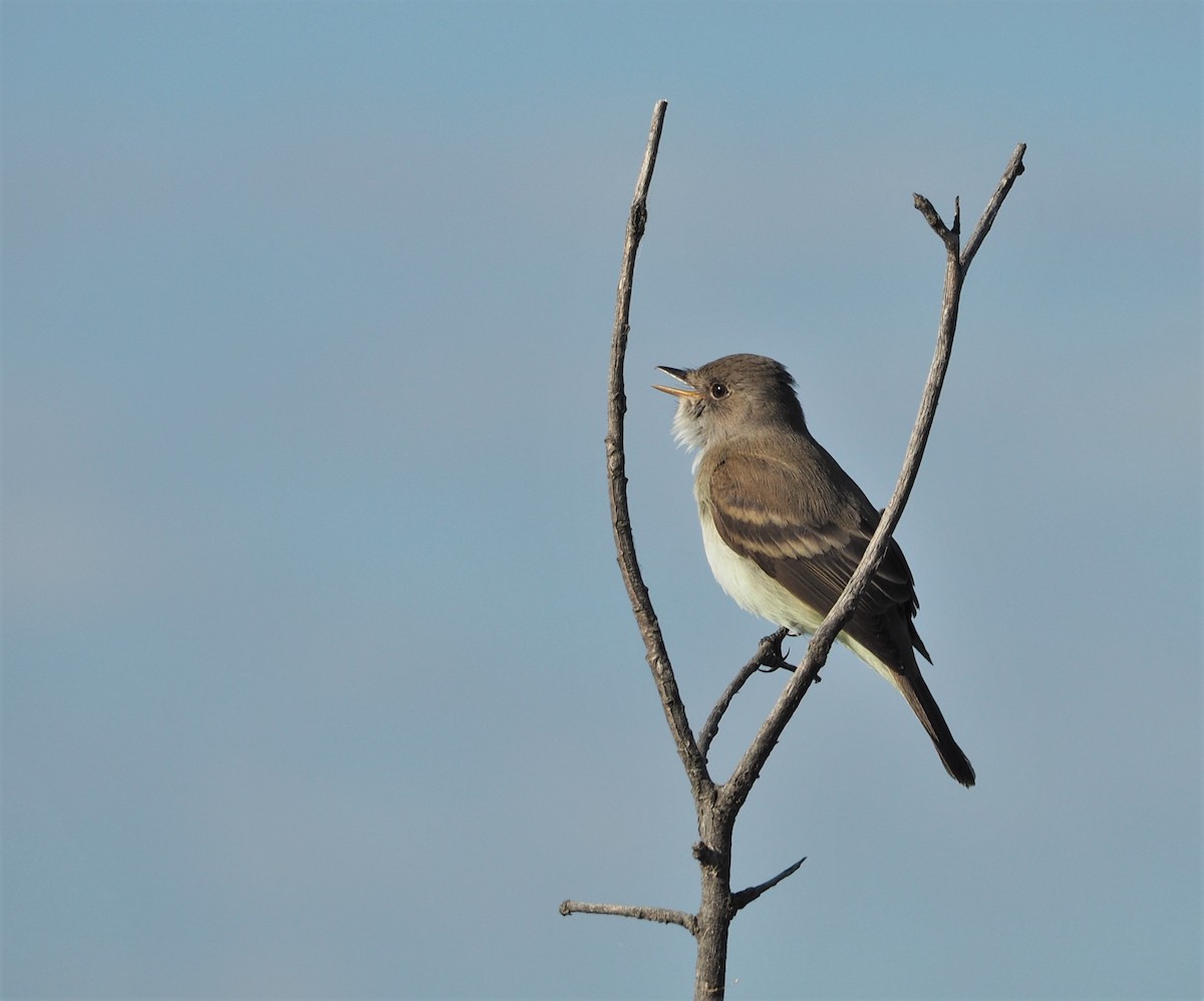 Willow Flycatcher - ML582255781