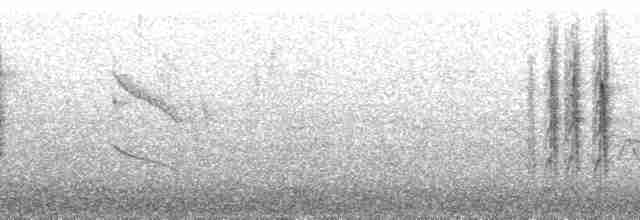 Сероголовый калита - ML58226