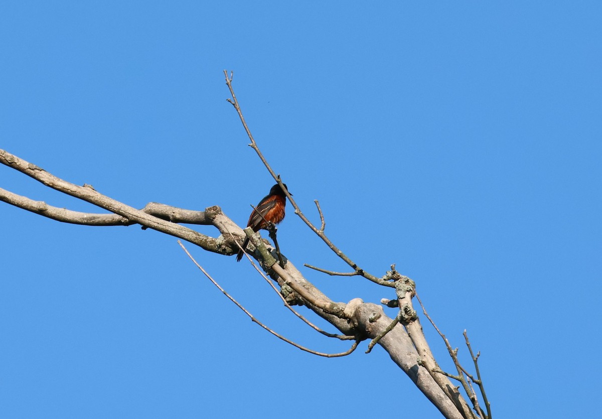 Orchard Oriole - ML582263311