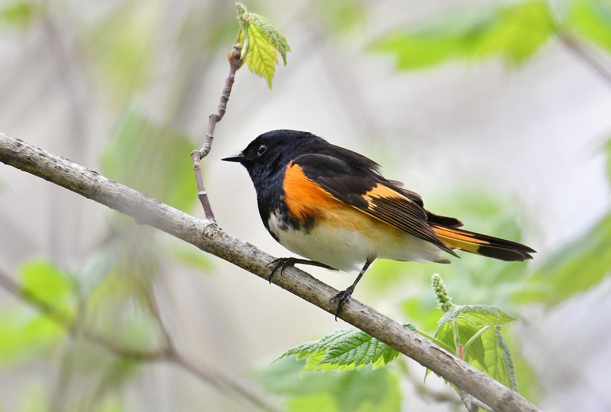 American Redstart - André Lanouette