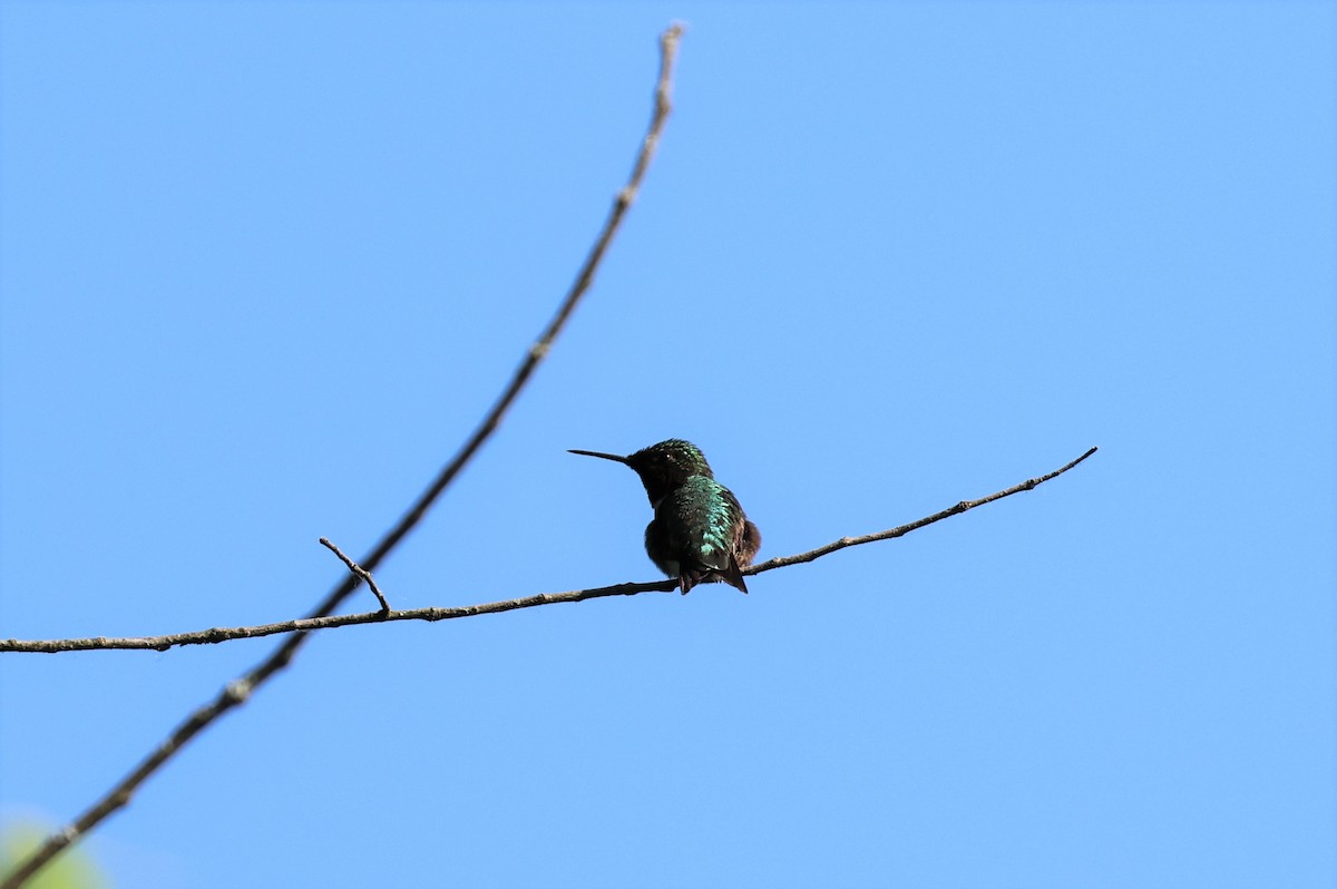 Ruby-throated Hummingbird - ML582263691