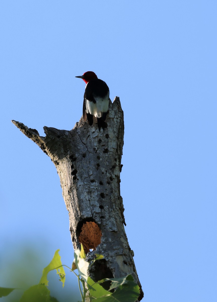 Red-headed Woodpecker - ML582263761