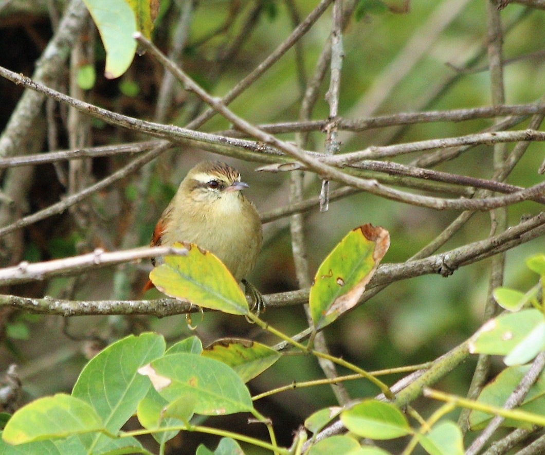Olive Spinetail - ML58226491