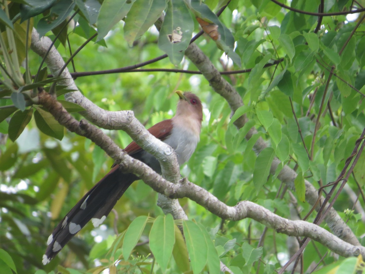 Squirrel Cuckoo - PNN EL TUPARRO