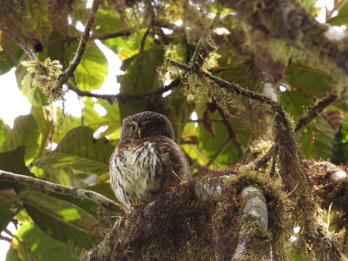 Andean Pygmy-Owl - Rebeca Rivas