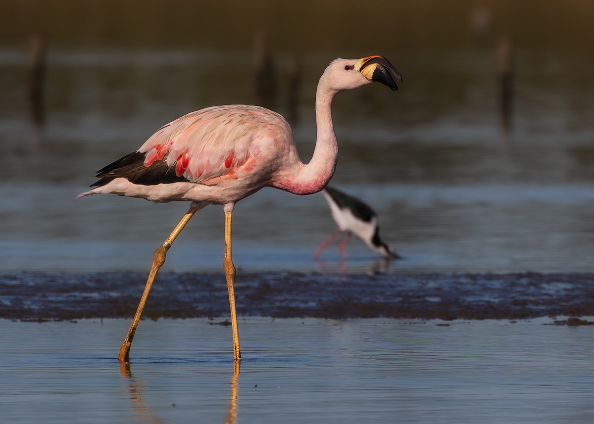 Andean Flamingo - Fernando Farias