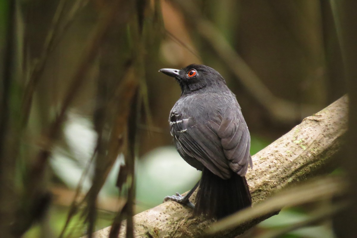 Black-tailed Antbird - Tomaz Melo