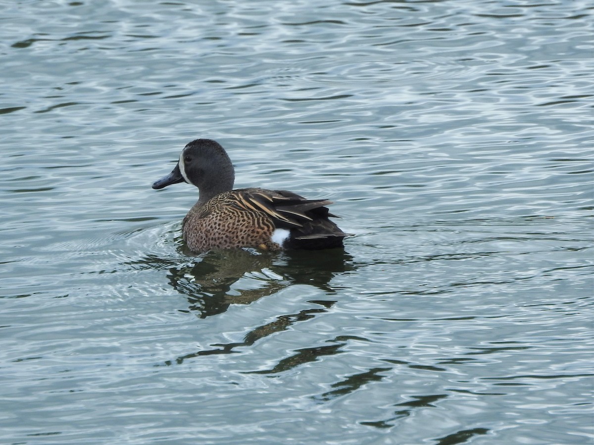 Blue-winged Teal - ML582280151