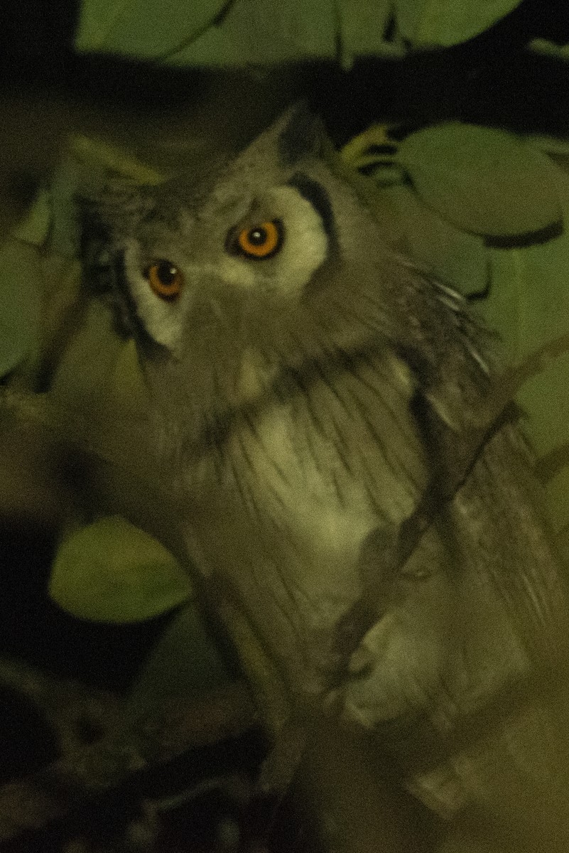 Northern White-faced Owl - ML582282031