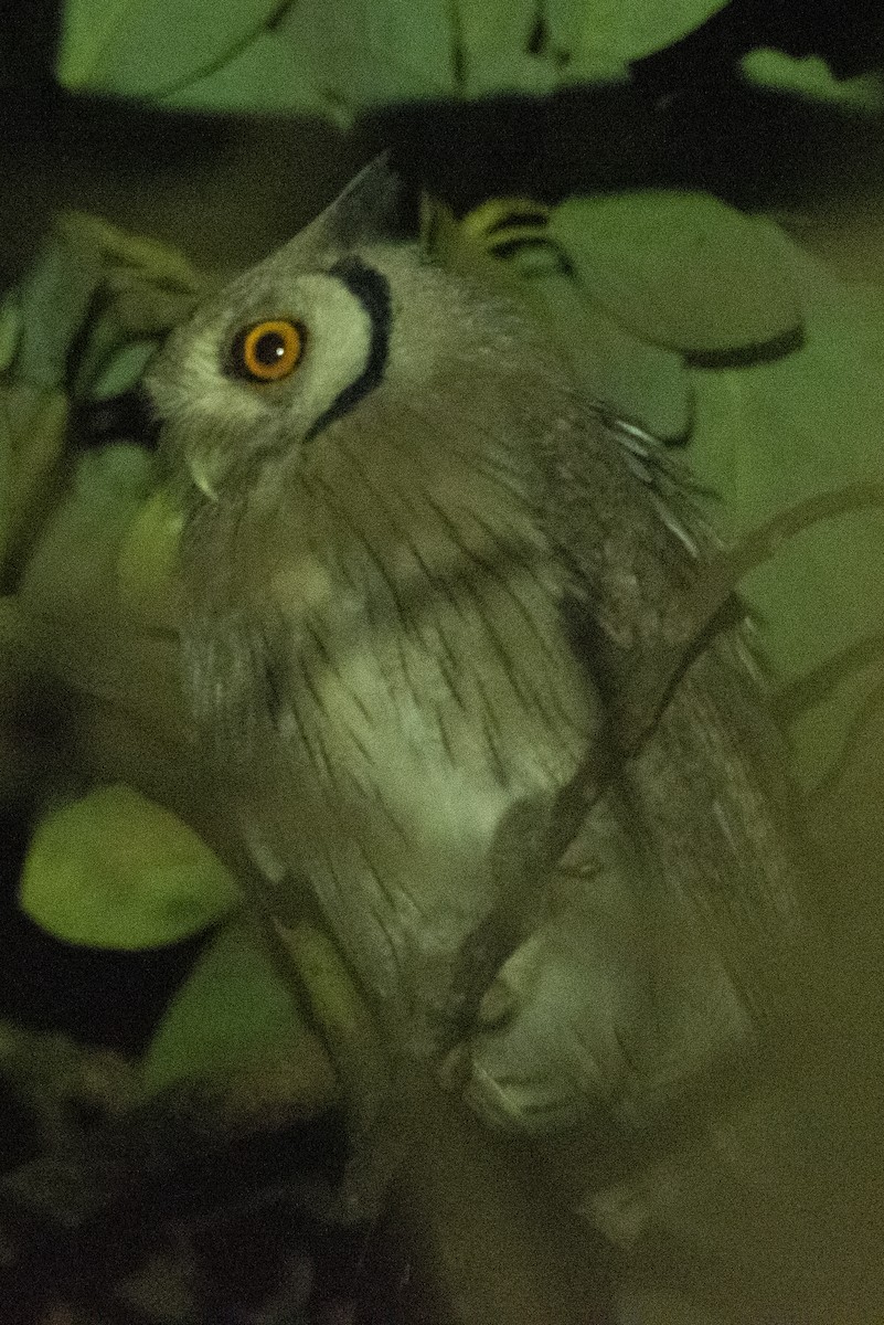 Northern White-faced Owl - ML582282041