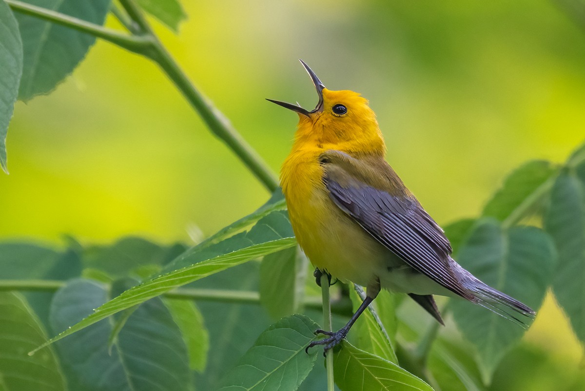 Prothonotary Warbler - ML582282251