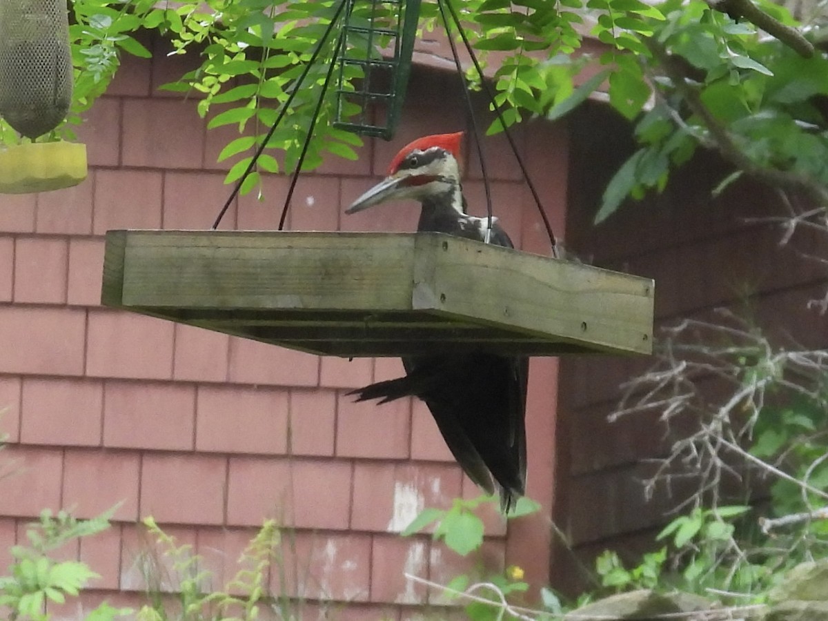 Pileated Woodpecker - ML582284031