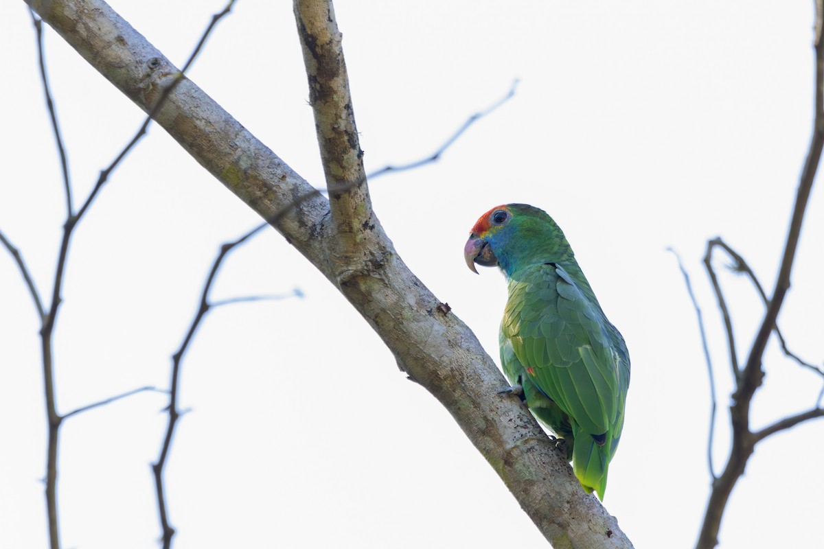 Red-browed Parrot - ML582286031