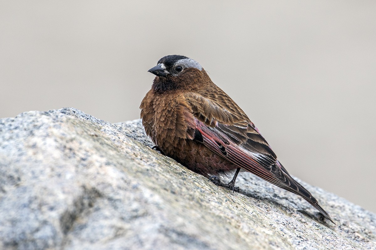 Gray-crowned Rosy-Finch - ML582288541