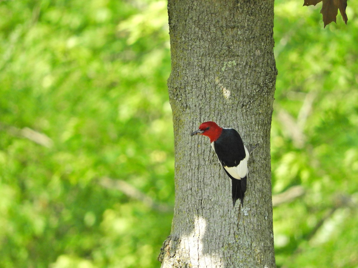 Red-headed Woodpecker - Douglass Gaking