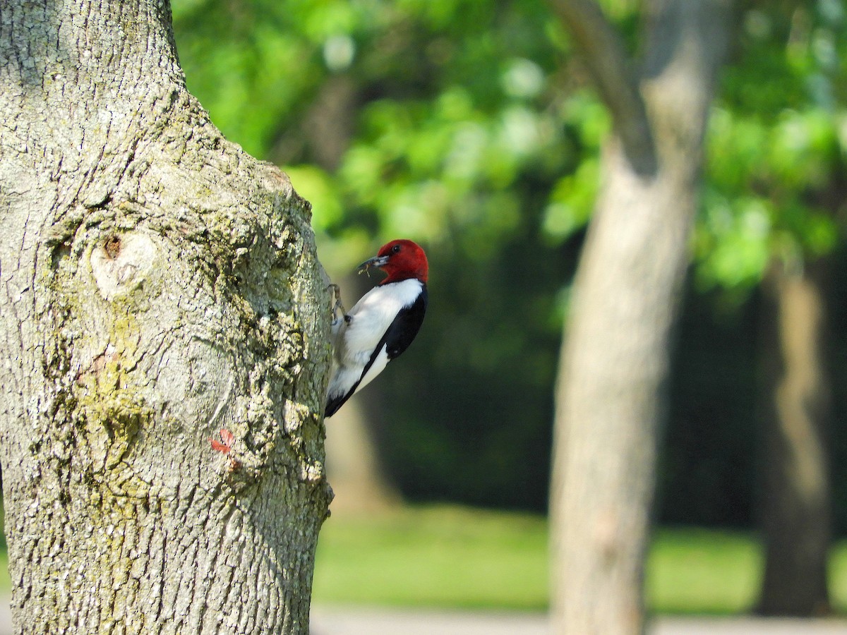 Red-headed Woodpecker - ML582289111