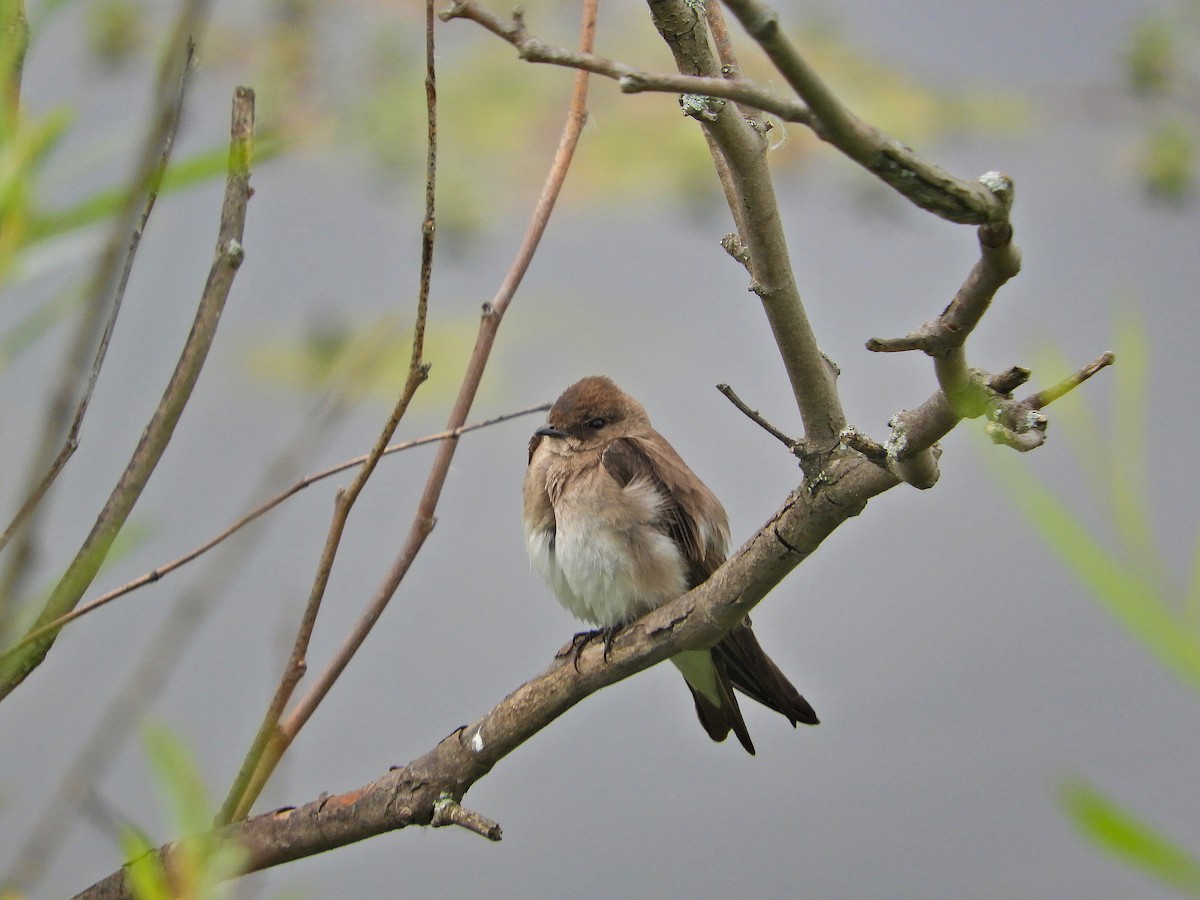 Northern Rough-winged Swallow - Douglass Gaking