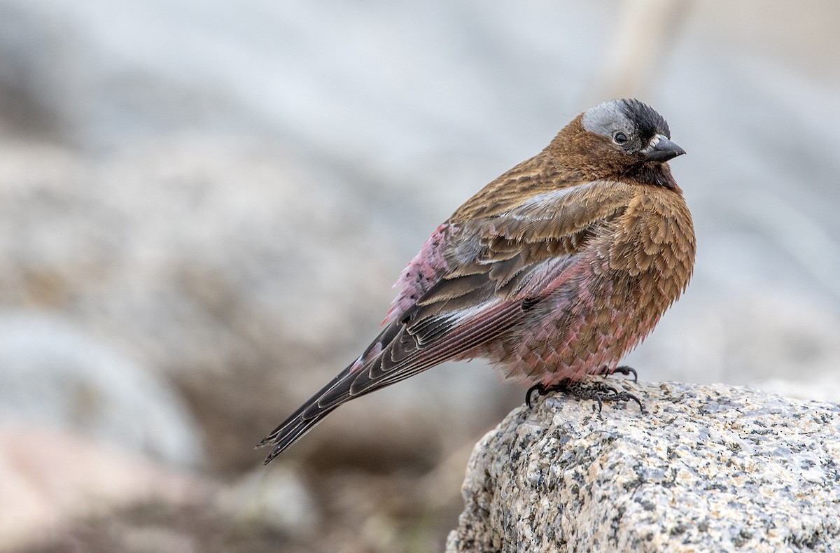 Gray-crowned Rosy-Finch - ML582290251