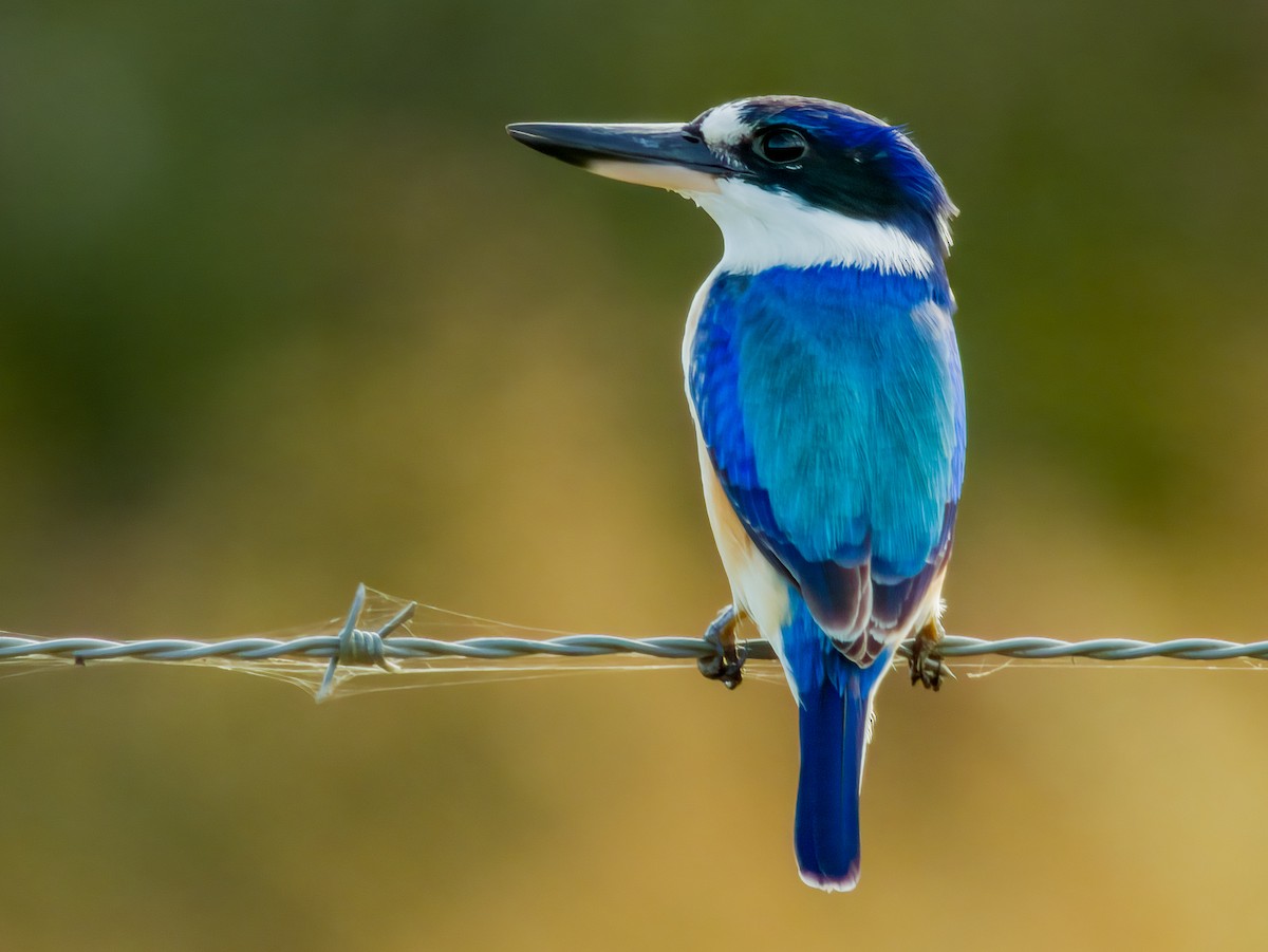Forest Kingfisher - ML582294411