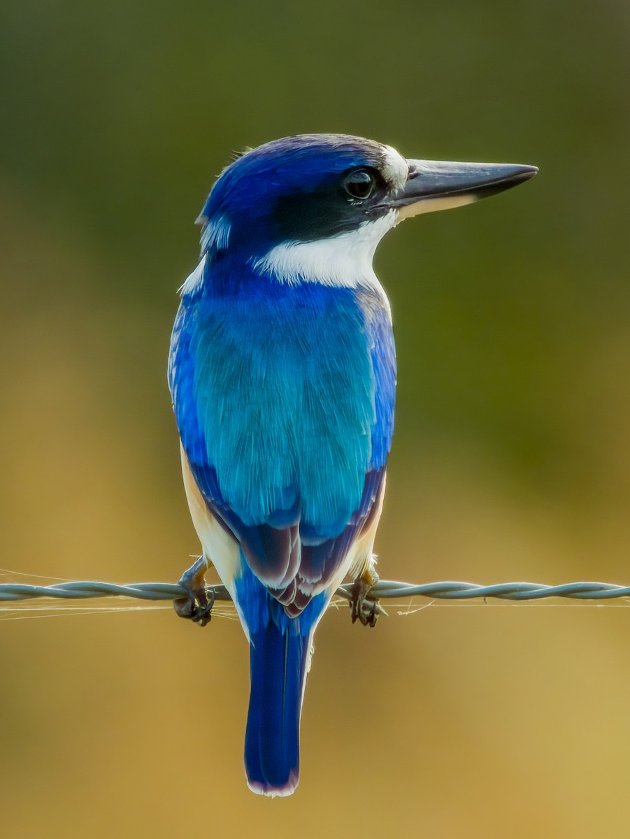 Forest Kingfisher - ML582294421