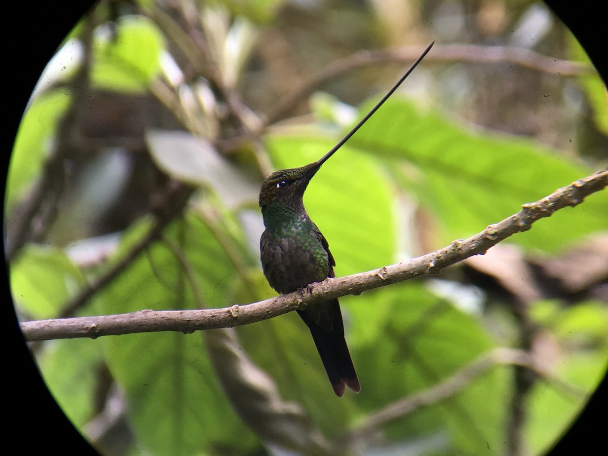 Sword-billed Hummingbird - ML58229501