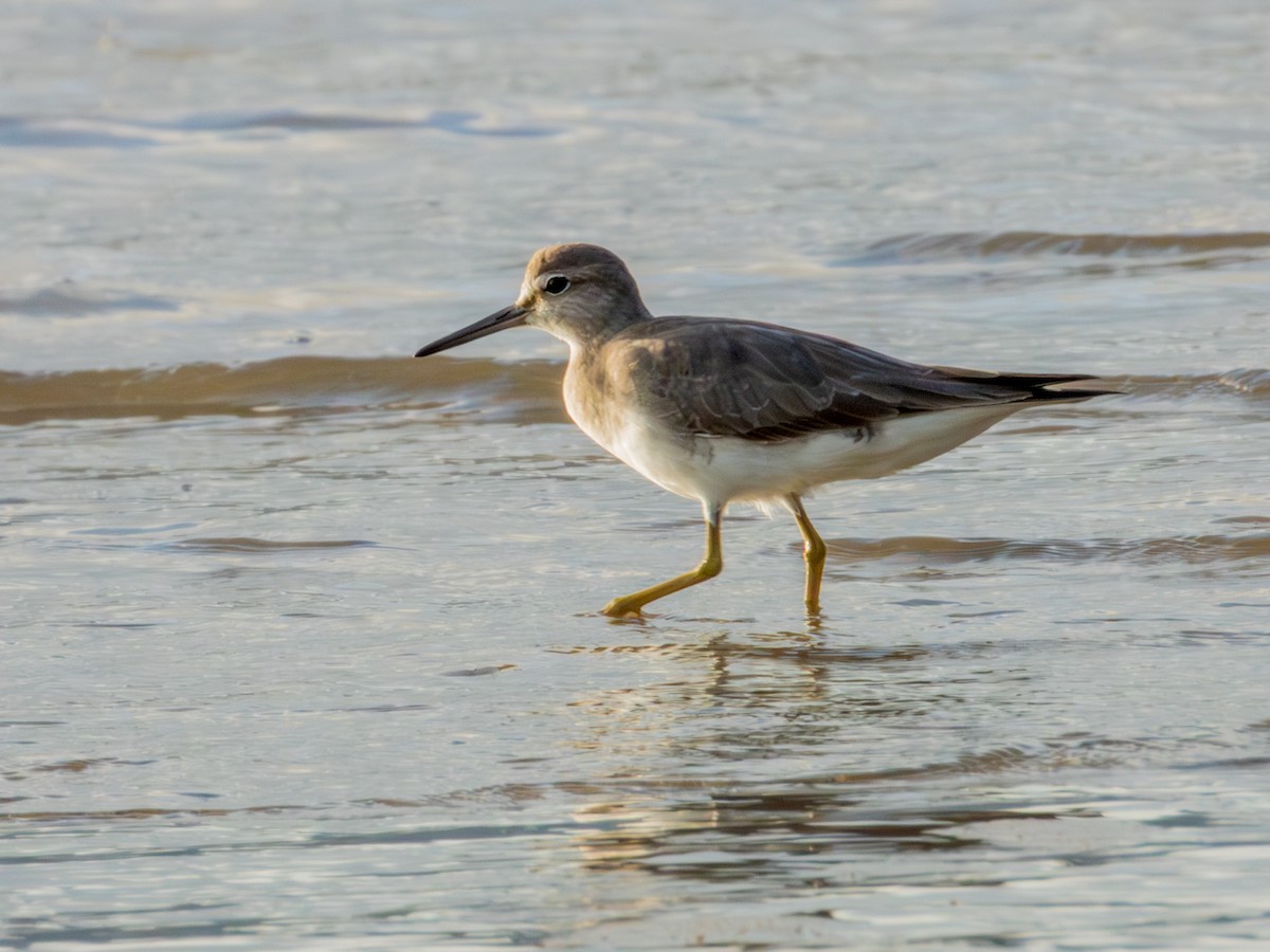 Gray-tailed Tattler - ML582295031